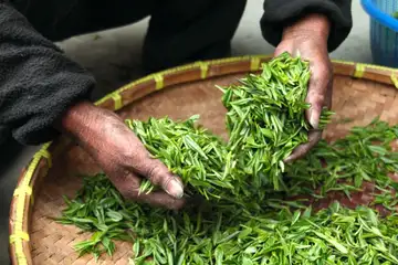 Jasmine Tea