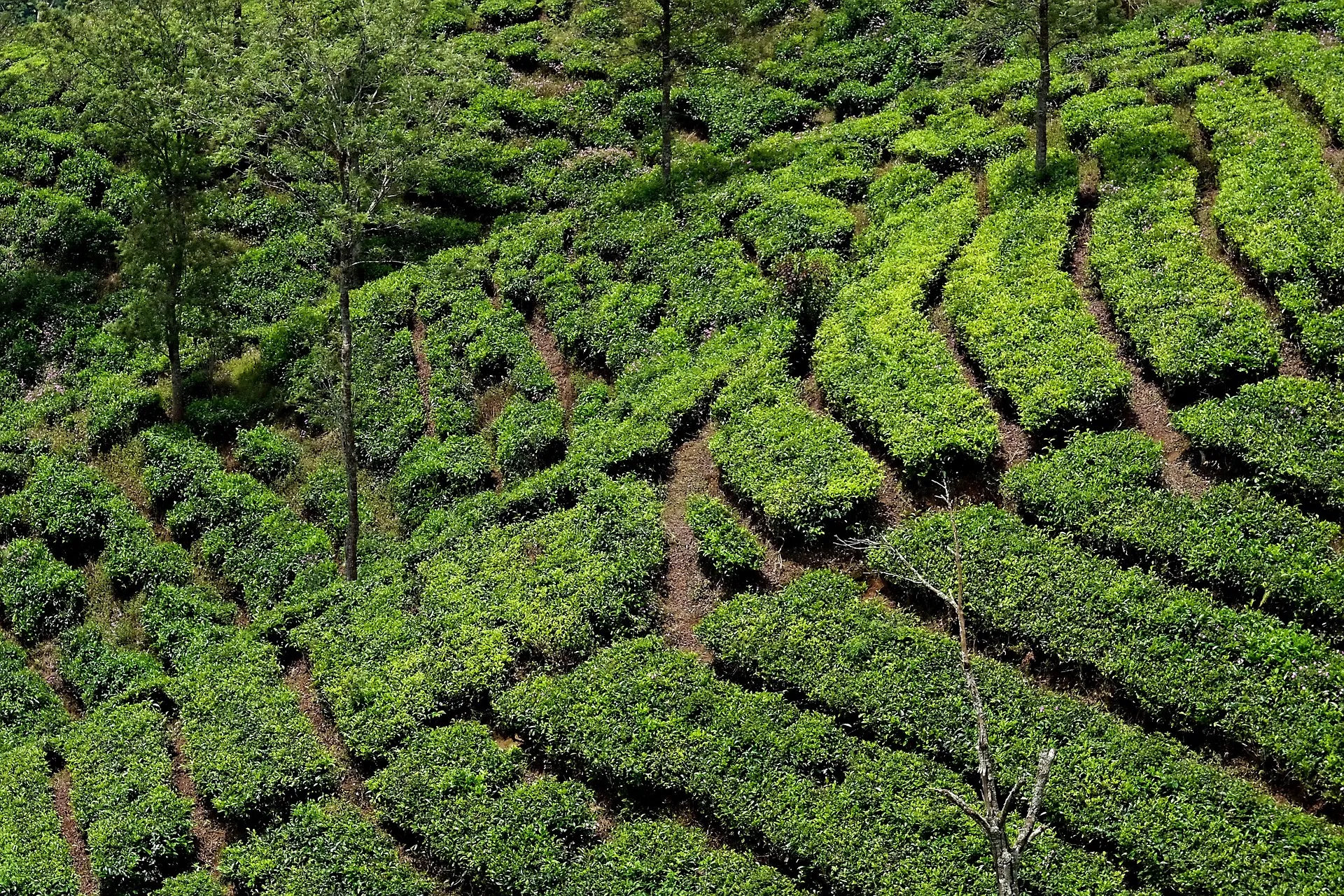 Chinese Sencha